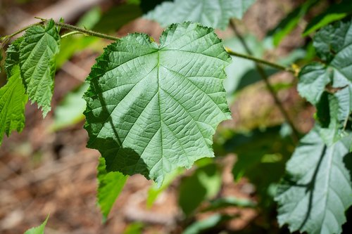 leaves  hazel  green