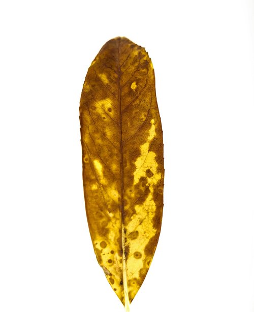 leaves  yellow  current season