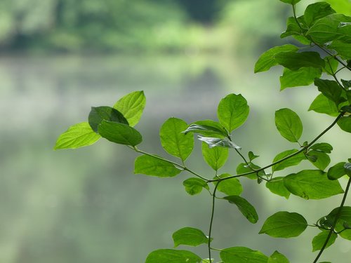 leaves  green  deciduous tree