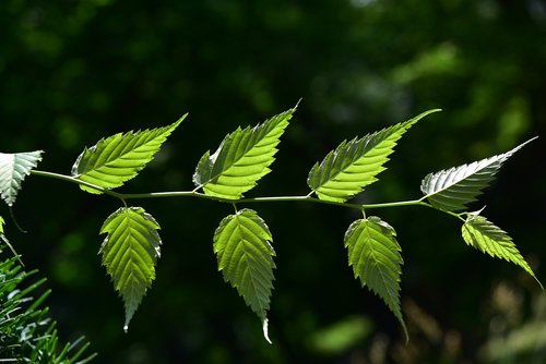 leaves  green  nature