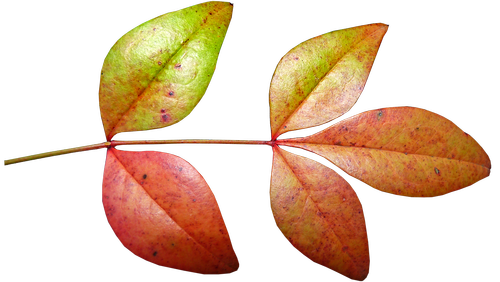 leaves  bamboo  autumn