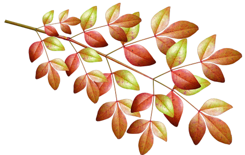 leaves  stem  autumn
