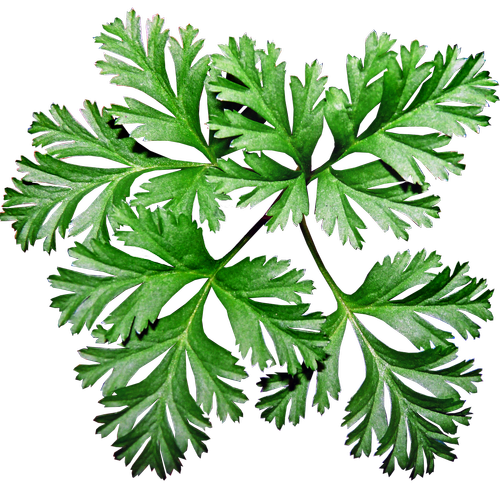 leaves  anemone  plant