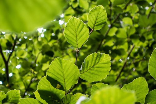 leaves  branch  light