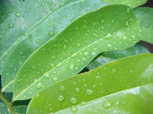 leaves nature leaf