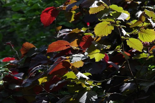leaves  autumn  nature
