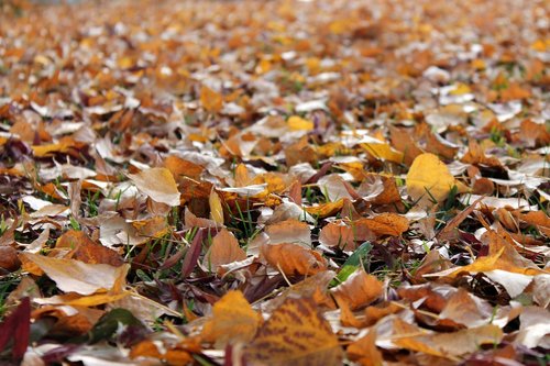 leaves  autumn  fall