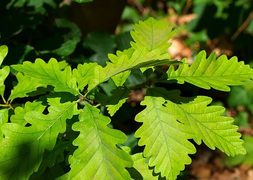 leaves  forest  green