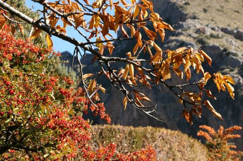 leaves tree nature