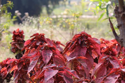 leaves  red  nature