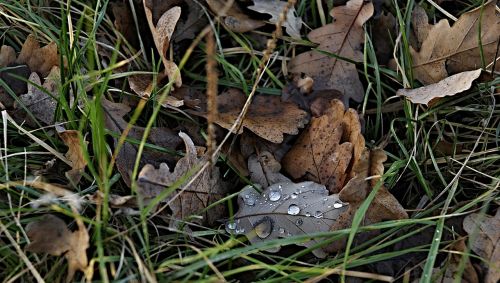 leaves dry oak