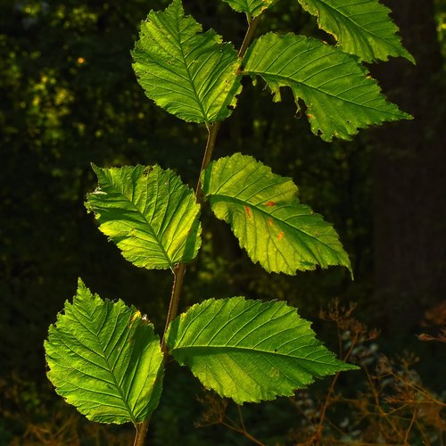 leaves  foliage  vein