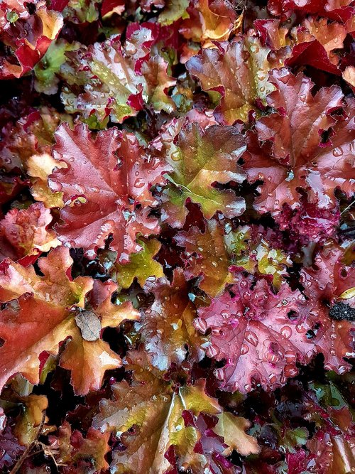 leaves  plant  nature