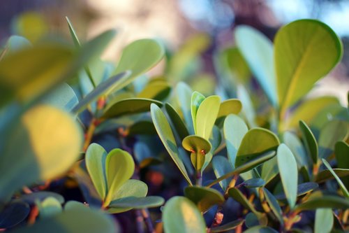 leaves  plants  nature