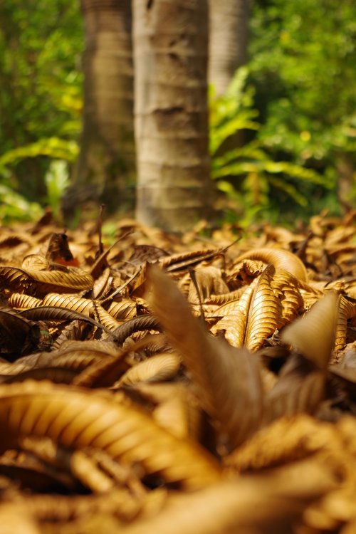 leaves  ground  withered