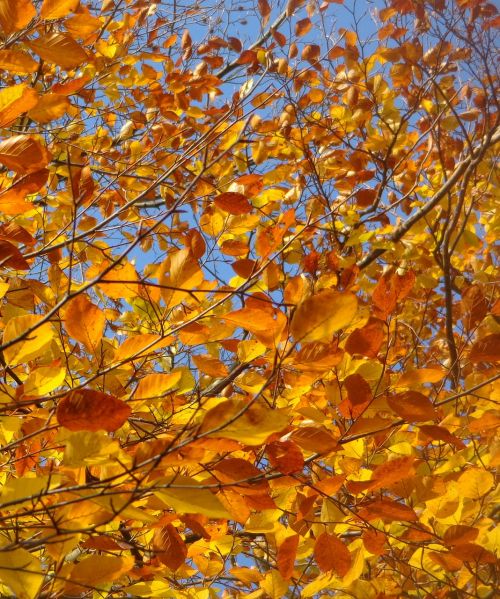 leaves tree sky