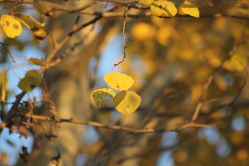 leaves  forest  fall