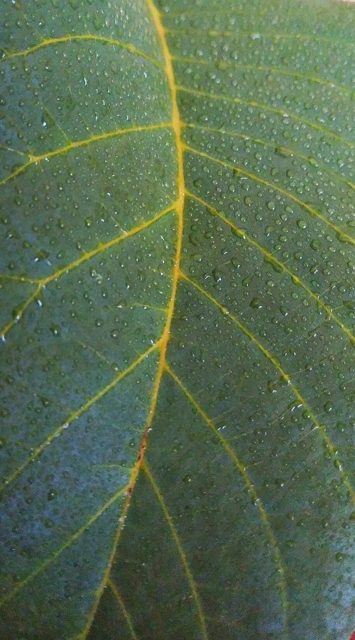 leaves  green  walnut