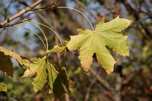 leaves  maple  autumn