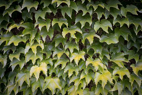 leaves  leaves wall  green