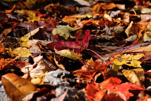 leaves  orange  yellow