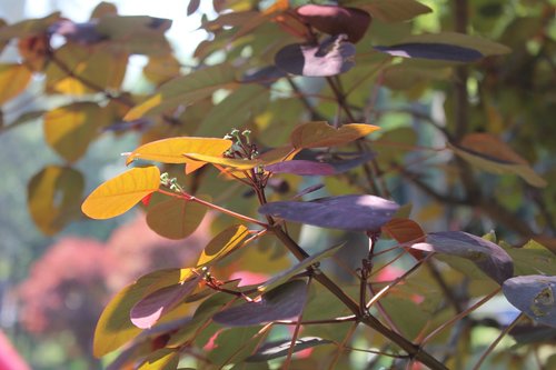 leaves  tree  trees