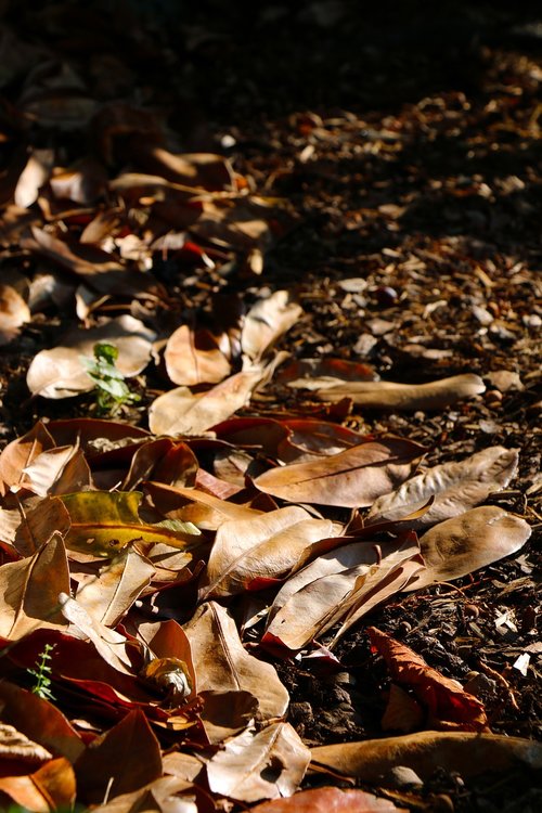 leaves  autumn  brown