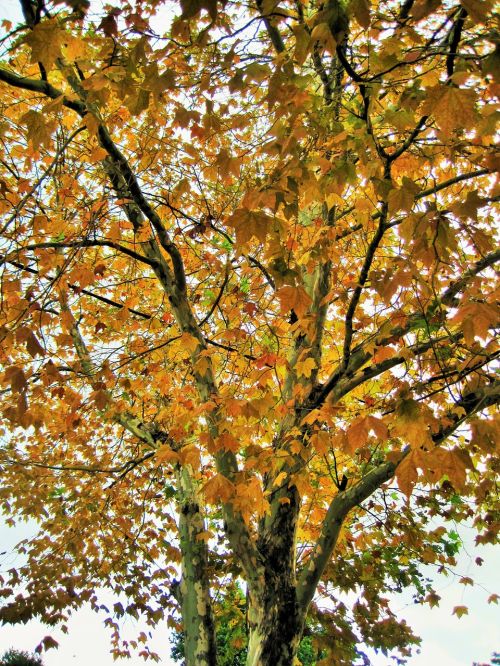 leaves tree yellow