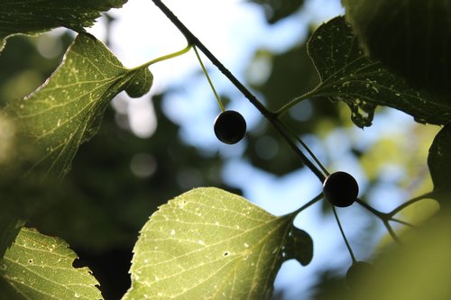 leaves  summer  light