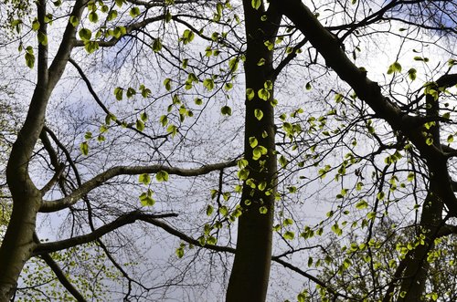 leaves  sky  nature