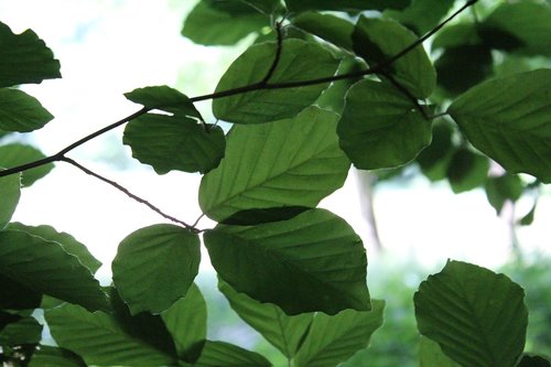 leaves  beech  green