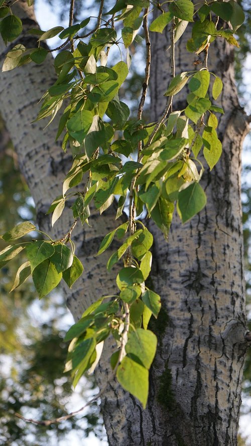 leaves  tree  nature