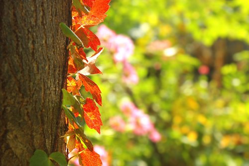 leaves  wood  autumn