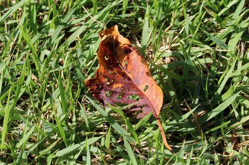 leaves  grass  the leaves