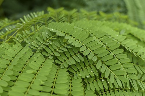 leaves  green leaves  monsoon