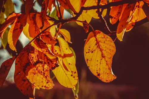 leaves  leaf  fall color