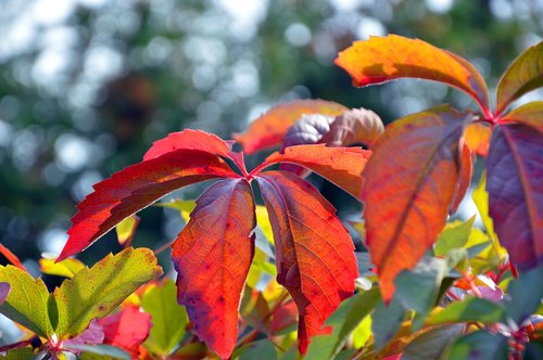 leaves  fall color  wine partner