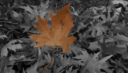 leaves  forest  tree