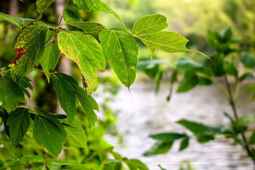 leaves  leaf  tree