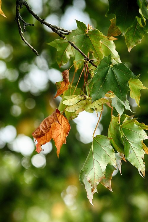 leaves  tree  autumn