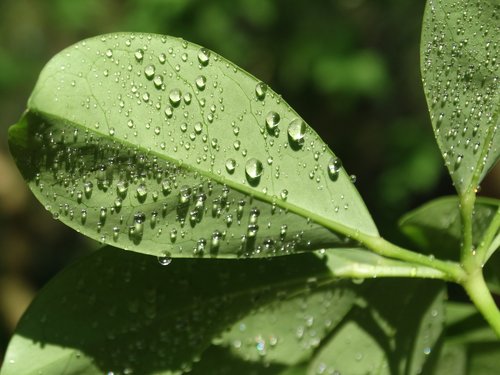 leaves  green  dew