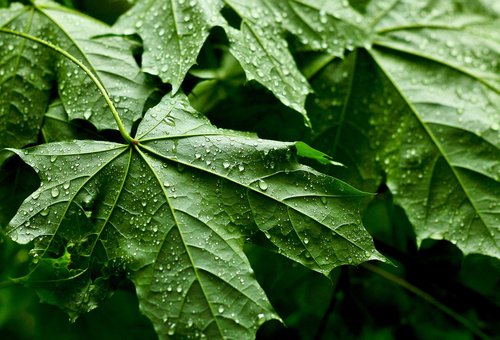 leaves  raindrop  branch