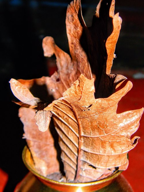 leaves  dry leave  golden