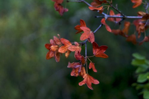 leaves  autumn  nature