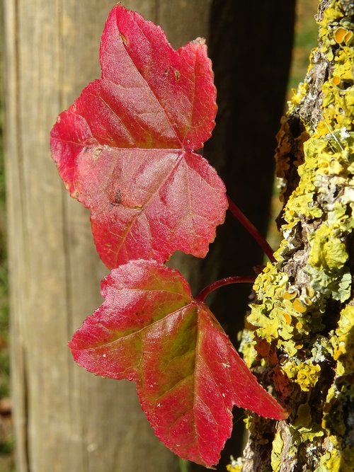 leaves  red  maple