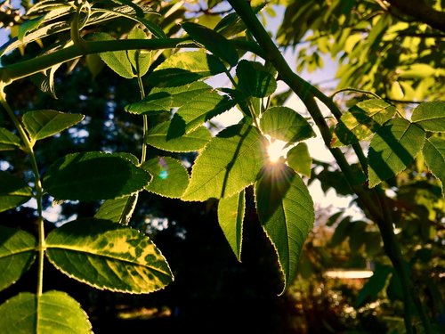 leaves  backlighting  bright