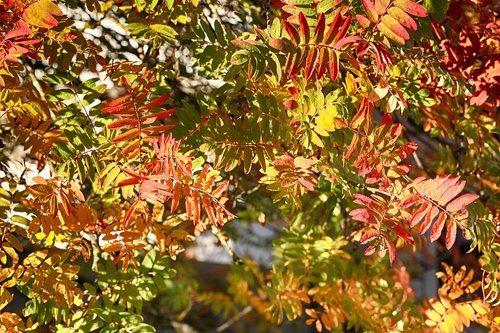 leaves  autumn  fall