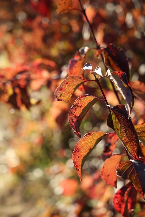 leaves  bush  nature