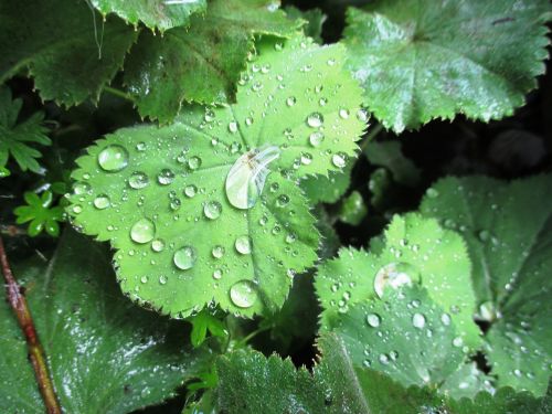 leaves drop of water green