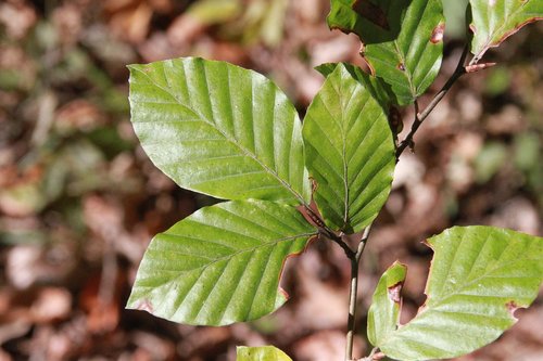 leaves  beech  tree